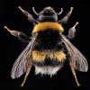 Bombus sp.